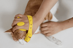 Comma V2 pet Grooming and Massage Glove (MADE IN KOREA) – Award-Winning Comfort and Precision for Pets