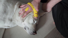 Comma V2 pet Grooming and Massage Glove (MADE IN KOREA) – Award-Winning Comfort and Precision for Pets