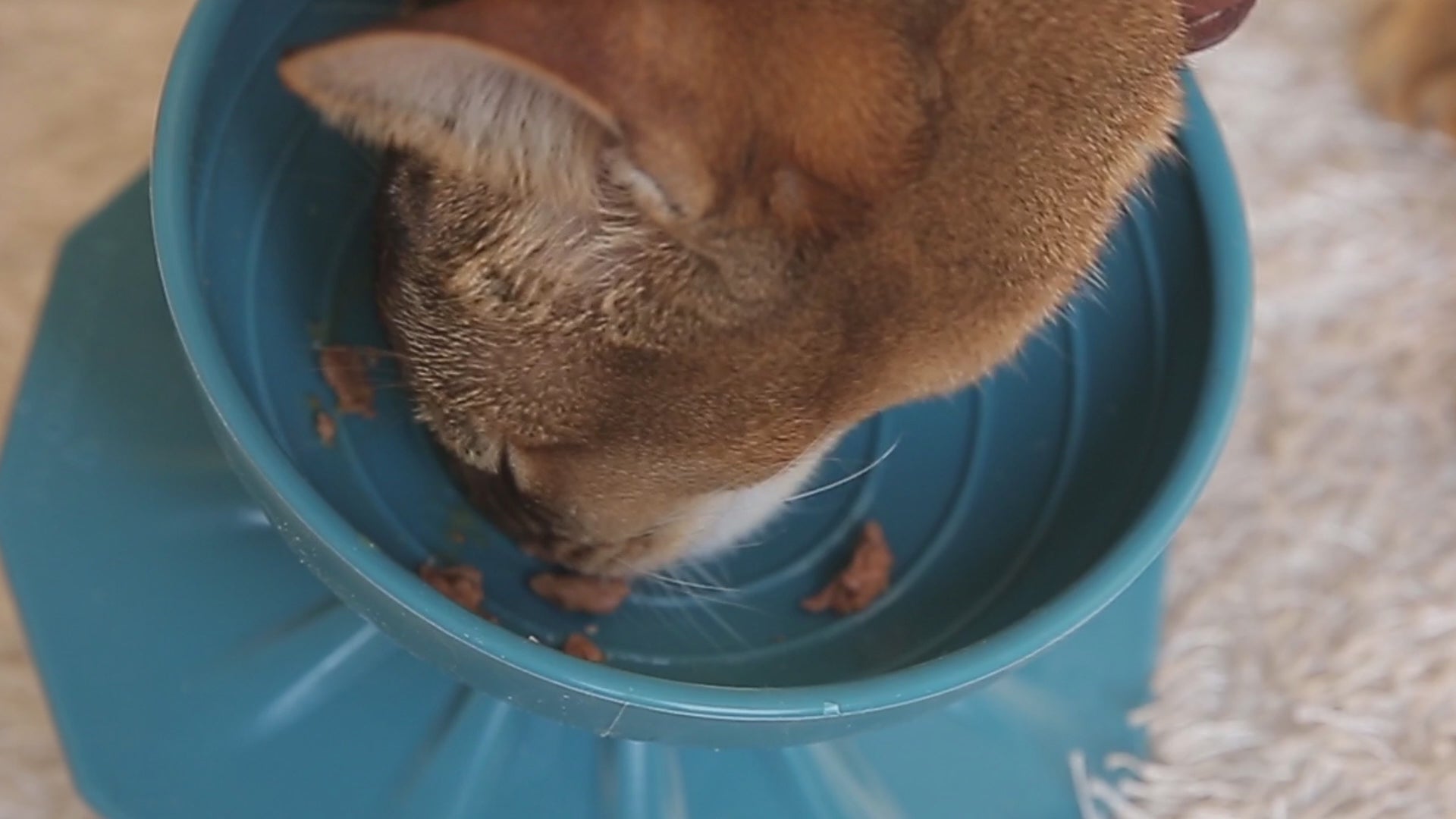 Spinner Bowl – Platinum Silicone Cat and Small Dog Feeder with Ergonomic Design (MADE IN KOREA)