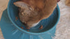 Spinner Bowl – Platinum Silicone Cat and Small Dog Feeder with Ergonomic Design (MADE IN KOREA)